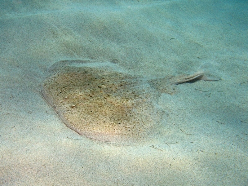 Orme sulla sabbia 1... (Torpedo marmorata)